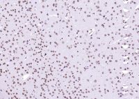 Streptavidin, HRP conjugated