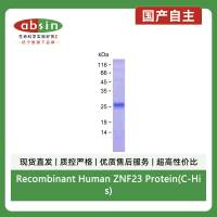 Recombinant Human ZNF23 Protein(C-His)