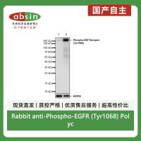 Rabbit anti-Phospho-EGFR (Tyr1068) Polyclonal Antibody
