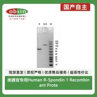 类器官专用Human R-Spondin 1 Recombinant Protein