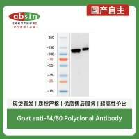 Goat anti-F4/80 Polyclonal Antibody
