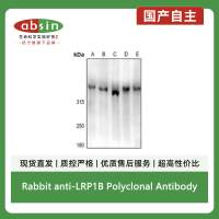 Rabbit anti-LRP1B Polyclonal Antibody