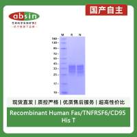 Recombinant Human Fas/TNFRSF6/CD95 His Tag Protein(His Tag)