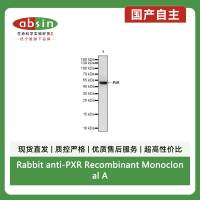 Rabbit anti-PXR Recombinant Monoclonal Antibody(S-2398-43)