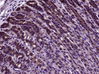 Rabbit anti-SMURF1 Polyclonal Antibody