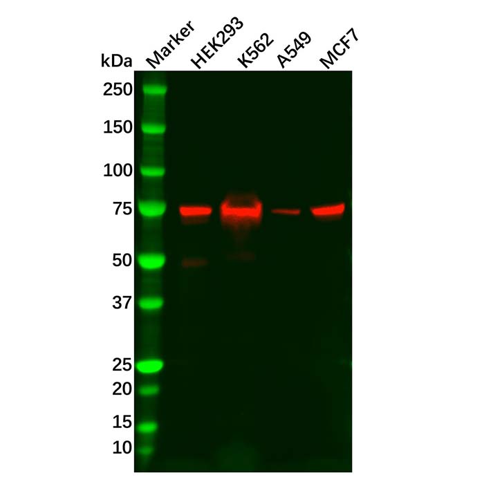 Recombinant RIP Antibody,重组, ExactAb™, 已验证, 见COA,阿拉丁产品图