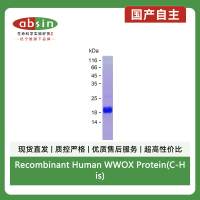 Recombinant Human WWOX Protein(C-His)