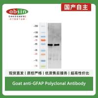Goat anti-GFAP Polyclonal Antibody