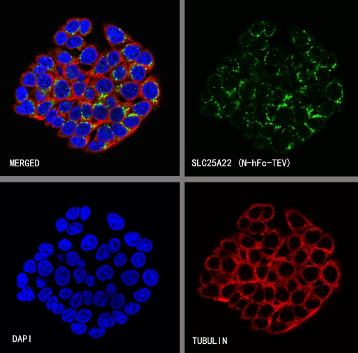 Rabbit anti-SLC25A22 Recombinant Monoclonal Antibody(S-2780-15)产品图