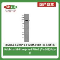 Rabbit anti-Phospho-EPHA7 (Tyr608)Polyclonal Antibody