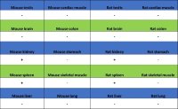 Rabbit anti-BCL-6 Recombinant Monoclonal Antibody(S-R634)