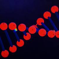 林可霉素单克隆抗体；Lincomycin（LM）抗体；林可霉素抗体；洁霉素抗体