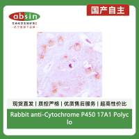 Rabbit anti-Cytochrome P450 17A1 Polyclonal Antibody