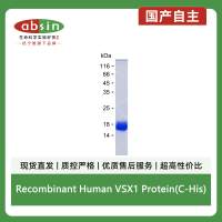 Recombinant Human VSX1 Protein(C-His)