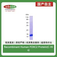 Recombinant Human FOXC2 Protein(C-His)
