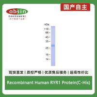 Recombinant Human RYR1 Protein(C-His)