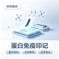 蛋白免疫印记实验