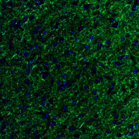 Goat anti-VGAT Polyclonal Antibody
