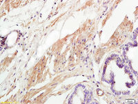 Rabbit anti-Collagen III Polyclonal Antibody