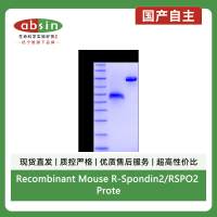 Recombinant Mouse R-Spondin2/RSPO2 Protein