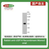 Rabbit anti-USP14 Recombinant Monoclonal Antibody