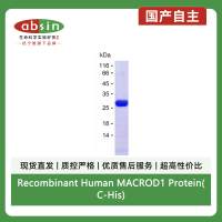Recombinant Human MACROD1 Protein(C-His)