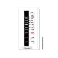 DNA Ladder (100-15000bp),BioReagent, 即用型, 适用于电泳, 分子生物学级, 用于核酸电泳, 100-15000bp, 11 bands, Blue, 100bp/ 250bp/ 500bp/ 750bp/ 1000bp/ 1500bp/ 2000bp/ 3000bp/ 5000bp/ 8000bp/ 15000bp,阿拉丁