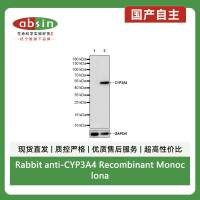 Rabbit anti-CYP3A4 Recombinant Monoclonal Antibody(S-2281-2)