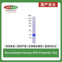 Recombinant Human IPPK Protein(C-His)