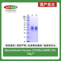 Recombinant Human CD300c/LMIR2 His Tag Protein(His Tag)