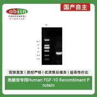 类器官专用Human FGF-10 Recombinant Protein