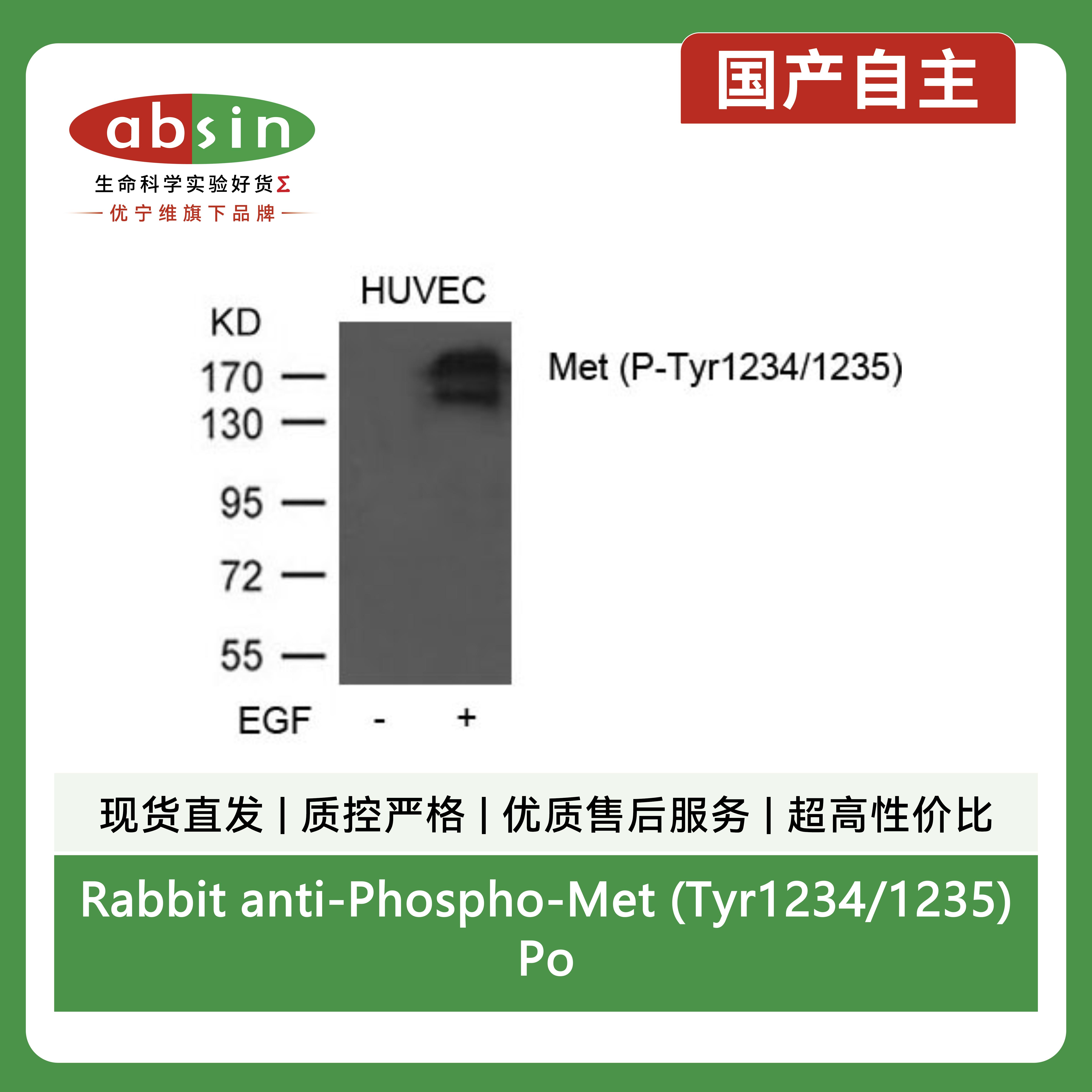 Rabbit anti-Phospho-Met (Tyr1234/1235)Polyclonal Antibody产品图