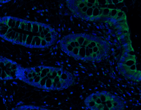 Goat anti-OPN Polyclonal Antibody