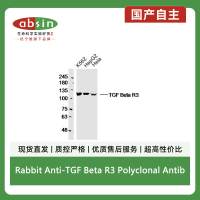 Rabbit Anti-TGF Beta R3 Polyclonal Antibody