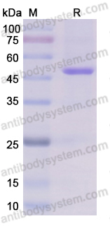 AntibodySystem 蛋白抗体 · 高品质重组蛋白 Recombinant Human ENO1/Alpha-enolase Protein, C-MAT
