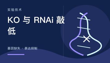 CRISPR KO和RNAi敲低有什么区别