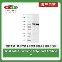 Goat anti-E-Cadherin Polyclonal Antibody