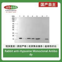 Rabbit anti-Hypusine Monoclonal Antibody