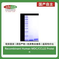 Recombinant Human MDC/CCL22 Protein