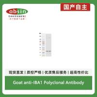 Goat anti-IBA1 Polyclonal Antibody