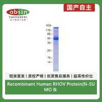 Recombinant Human RHOV Protein(N-SUMO & C-His)