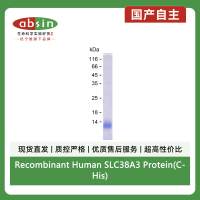 Recombinant Human SLC38A3 Protein(C-His)