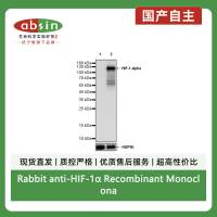 Rabbit anti-HIF-1α Recombinant Monoclonal Antibody(S-3123)