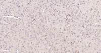 Rabbit anti-EMR1 Polyclonal Antibody