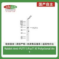 Rabbit Anti-FUT11/FucT-XI Polyclonal Antibody