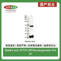Rabbit anti-SFTSV NP/Nucleoprotein Polyclonal Antibody