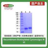 Recombinant Biotinylated Cynomolgus Biotinylated BCMA/TNFRSF17 His&Avi Tag Protein(Avi Tag,His Tag)