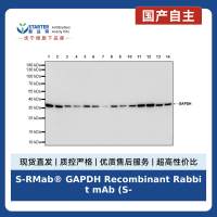 S-RMab® GAPDH Recombinant Rabbit mAb (S-240-147)