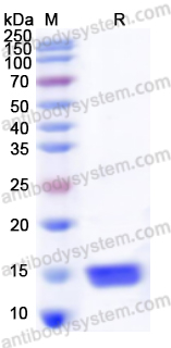 AntibodySystem 蛋白抗体 · 高品质重组蛋白 Recombinant Human FABP1 Protein, N-His 重组人肝脏型脂肪酸结合蛋白 · 脂质代谢与肝肾损伤研究核心蛋白