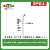 Rabbit Anti-CNPase Polyclonal Antibody